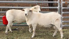 two white sheep standing next to each other in a fenced area with red buckets