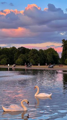 two swans are swimming in the water at sunset or dawn, with pink clouds above them