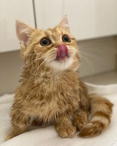 a small kitten sitting on top of a white towel with its tongue out and it's eyes wide open