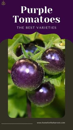 purple tomatoes with green leaves in the background and text that reads, purple tomatoes the best varieties