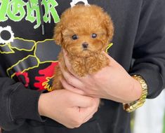 a person holding a small brown dog in their hands