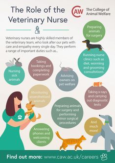 the role of the veterinary nurse info graphic by caw cat carers, inc