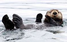 an otter swimming in the water with its paws up