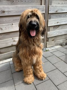 a shaggy brown dog sitting on top of a brick floor next to a wooden fence