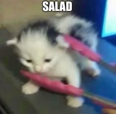 a kitten playing with a pink toy on top of a table next to a computer monitor