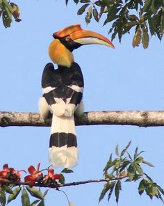 a colorful bird sitting on top of a tree branch