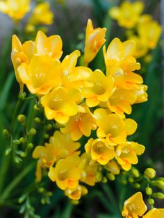 yellow flowers are blooming in the garden