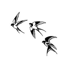 three black and white birds flying in the sky