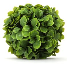 a green bush is shown on a white background