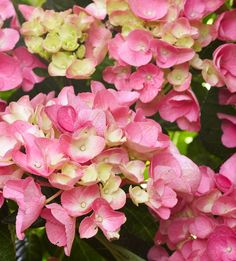 pink and white flowers with green leaves in the background