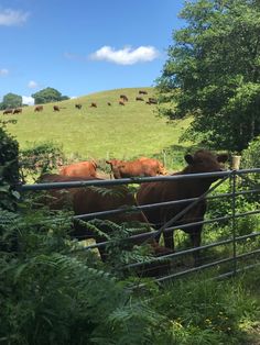 cows are grazing in the grass behind a fence