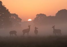 a group of deer standing on top of a grass covered field under a sun setting