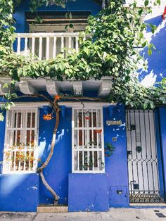 a blue house with white windows and plants growing on the outside wall in front of it