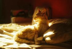 an orange and white cat laying on top of a bed