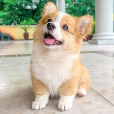 a small brown and white dog sitting on the ground