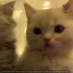 two white kittens sitting next to each other with caption that reads cat stand