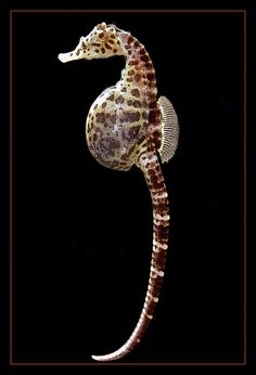 a sea horse standing on its hind legs with it's head turned to the side