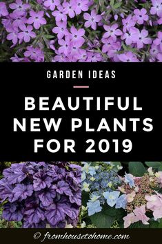 purple flowers with the title garden ideas beautiful new plants for 2019