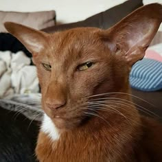 a close up of a cat on a couch