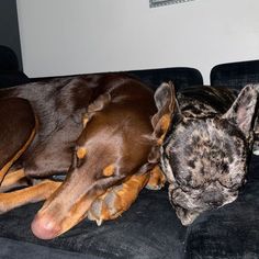 two dogs sleeping on top of a couch next to each other