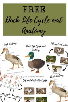 Duck life cycle and anatomy freebie Duck Unit Study, Homeschool Preschool Free Printables, Duck Life Cycle Free Printable, Free History Printables, Free Life Cycle Printables, Duck Life Cycle Preschool