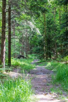 a dirt path in the middle of a forest with lots of trees and grass on both sides