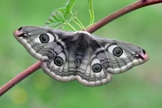 a close up of a butterfly on a branch