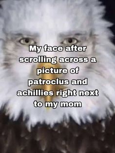 an eagle with the caption my face after scrolling across a picture of patroclus and achies right next to my mom