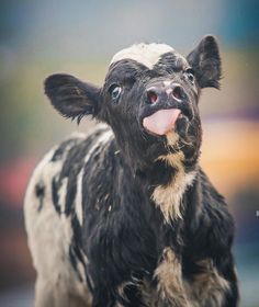 a black and white cow sticking its tongue out