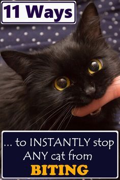 a black cat sitting on top of a bed with the caption 11 ways to instantly stop any cat from biting