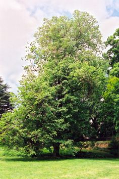 a park bench sitting in the middle of a grassy area next to trees and bushes