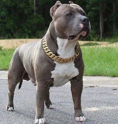 a brown and white pitbull standing on top of a street next to grass