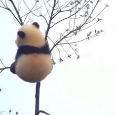 a panda bear hanging from a tree with its head stuck in the top of it