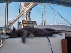 a gray cat laying on top of a boat next to a blue and white rope