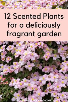 pink flowers with text overlay that reads 12 scented plants for a delicious fragrant garden