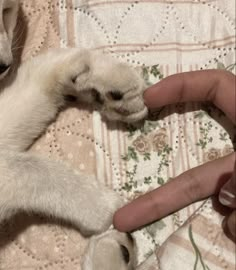 a person holding a small white kitten on top of a bed next to a hand