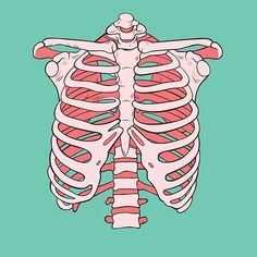 the rib cage is shown in red and white on a green background with an illustration of ribs