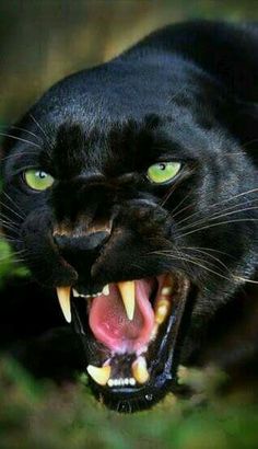 a black panther with its mouth open showing teeth