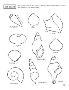 an image of seashells worksheet