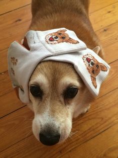 a dog wearing a towel on its head