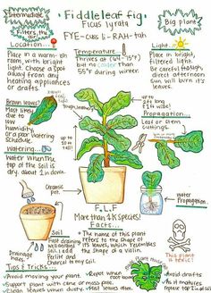 a diagram showing the parts of a fiddle plant in different stages of development and growth