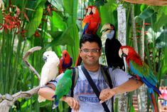 a man is holding several parrots on his shoulder