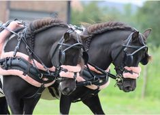 two black horses with pink and white blankets on their heads are pulling a carriage behind them