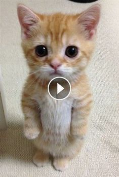 an orange and white kitten standing on its hind legs