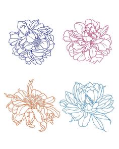 four different colored flowers on a white background