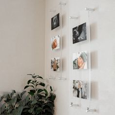 there are many pictures hanging on the wall next to a potted plant in front of it