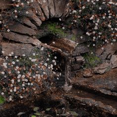 the rocks are covered with small white flowers and green plants growing out of one of them