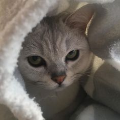 a gray cat is peeking out from under a white blanket with green eyes and whiskers