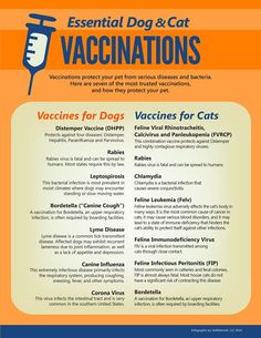 Veterinary Infographics | Marketing Infographic for Veterinarians Veterinary Infographics, Veterinarian Medicine, Vet Nurse, Veterinary Assistant