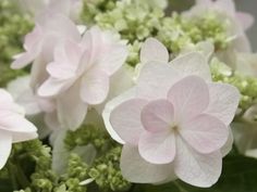 some pink and white flowers with green leaves